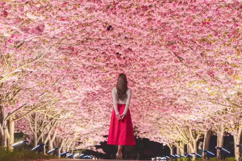 Ibara Cherry Blossom Festival 2027 – Ibara, Japan