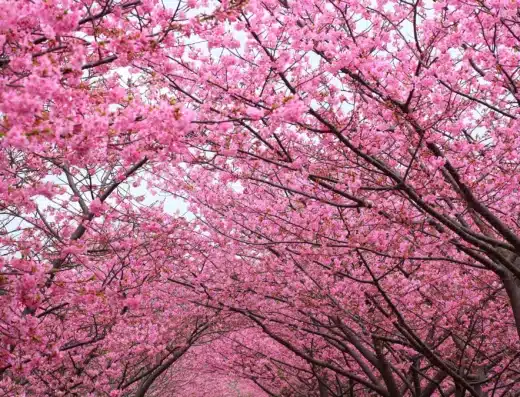 Tenryo Kuse Sakura Festival