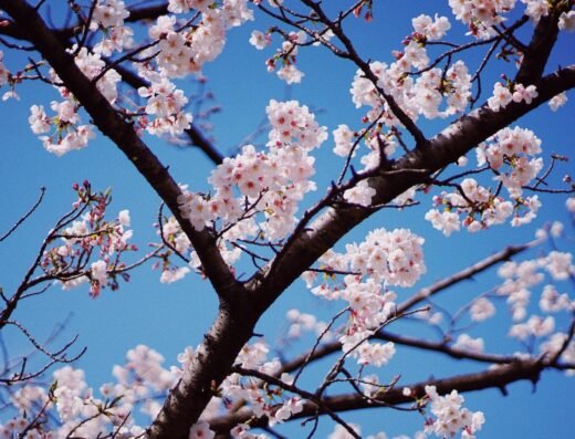 Tenryo Kuse Sakura Festival 2027 – Maniwa, Japan