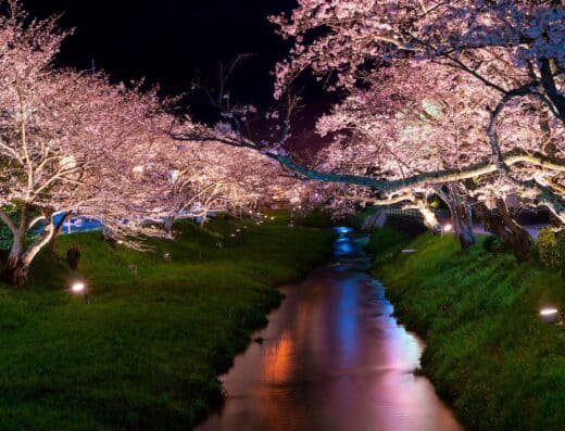 Tamatsukuri Onsen Cherry Blossom Festival 2027 – Matsue, Japan