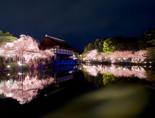 Heian Shrine Sakura Otoyo 2027 – Kyoto, Japan