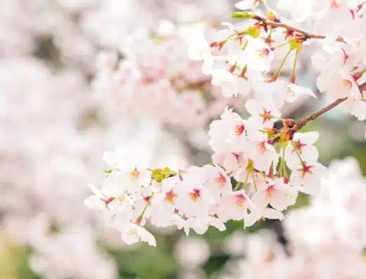 Tenryo Kuse Sakura Festival 2027 – Maniwa, Japan