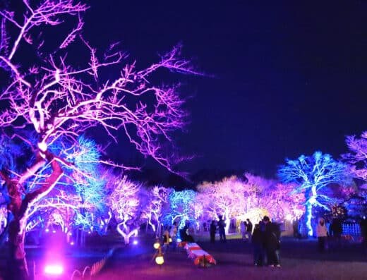 Kairakuen UME The Lights