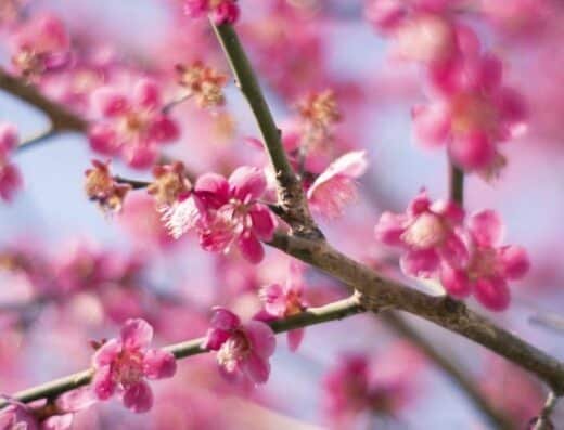 Tagami Plum Blossom Festival 2027 – Tagami, Japan