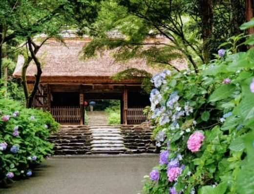 Amidaji Temple Hydrangea Festival 2027 – Hofu, Japan