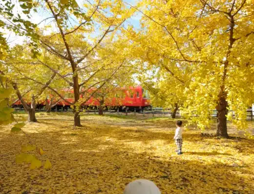 Sobue Ginkgo Festival
