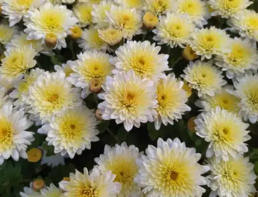 Yokote Chrysanthemum Festival