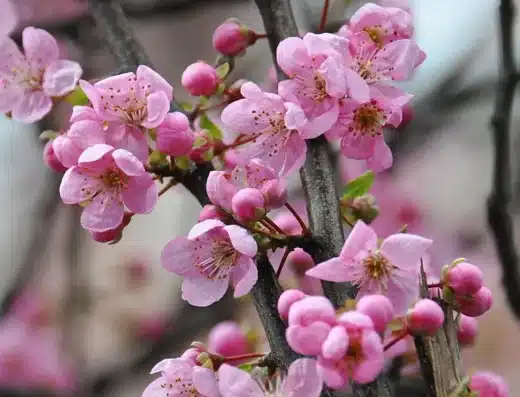 Akebonoyama Plum Festival