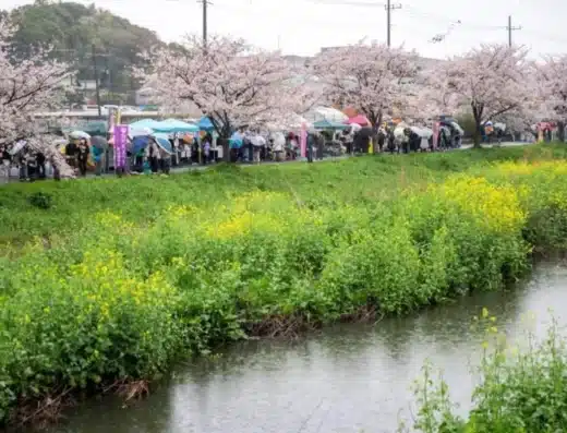 Kokubu River Cherry Blossom Festival