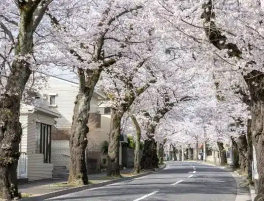 Tokiwadaira Cherry Blossom Festival