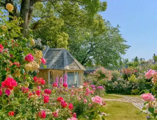 Acao Rose Festa 2027 – Atami, Japan