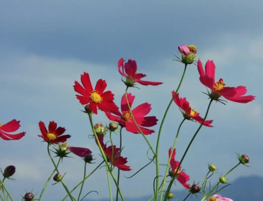 Kurume City Cosmos Festival