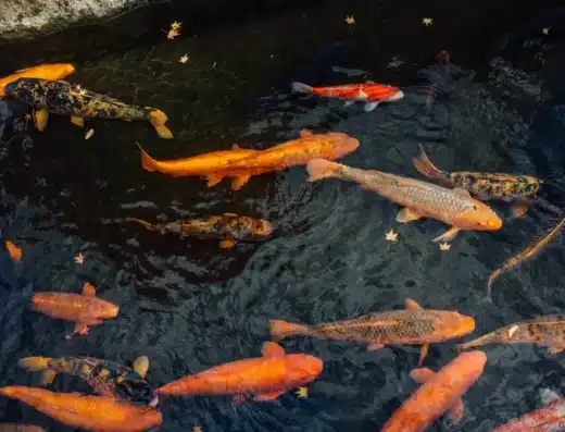 Moving of the Seto Canal Carp 2026 – Hida-Furukawa, Japan