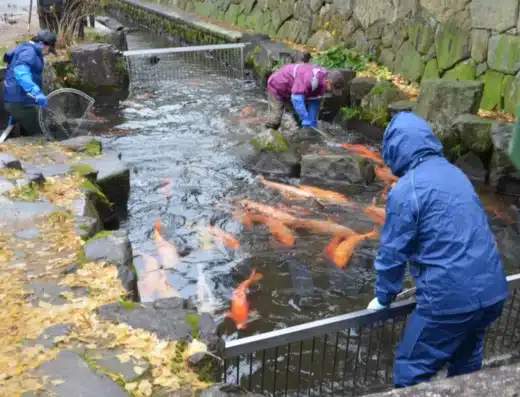 Moving of the Seto Canal Carp