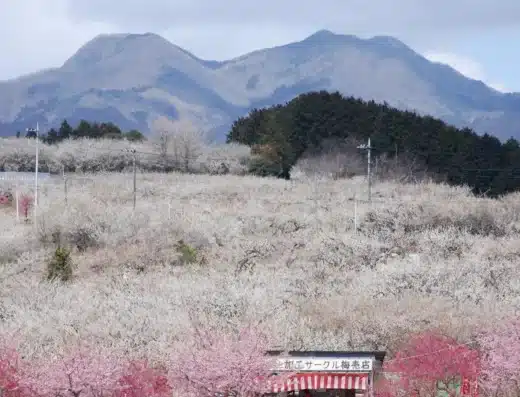 Misato Plum Festival