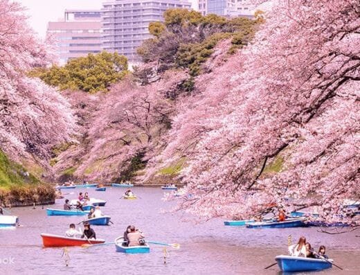 Ueno Cherry Blossom Festival