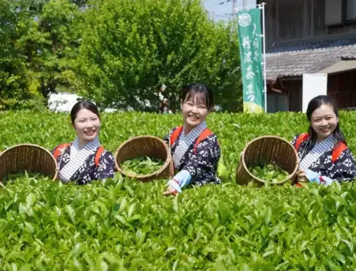 Daikokuji Temple and Tamba Tea Festival 2026 – Tamba, Japan