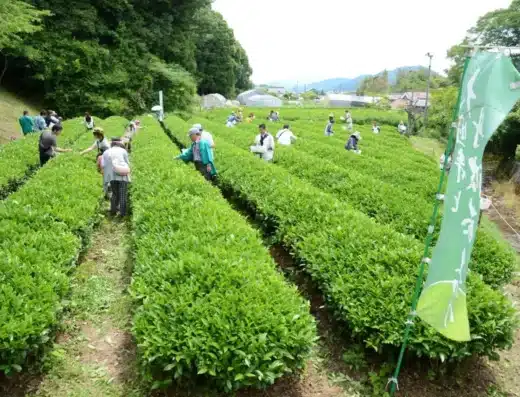 Daikokuji Temple and Tamba Tea Festival 2026 – Tamba, Japan