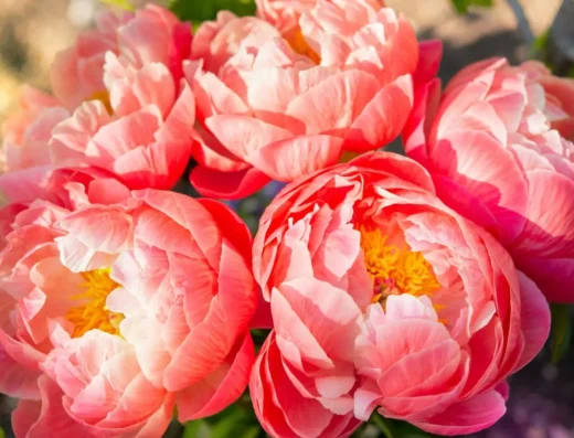 Senhime Peony Festival