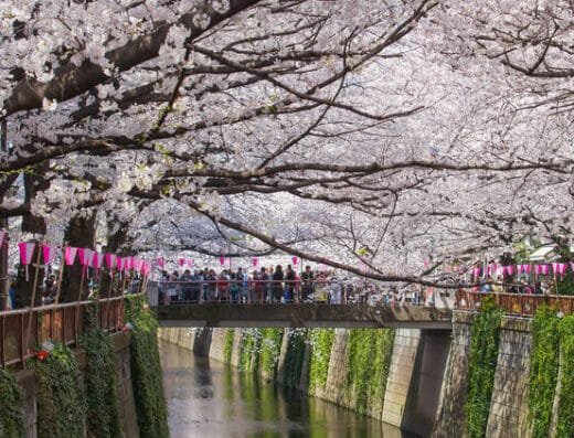 Meguro River Cherry Blossom Festival 2027 – Tokyo, Japan