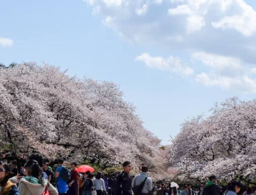 Ueno Cherry Blossom Festival 2027 – Tokyo, Japan