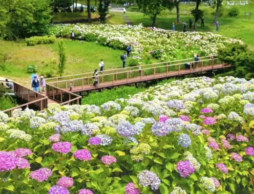 Sanuki Manno Park Hydrangea Festival