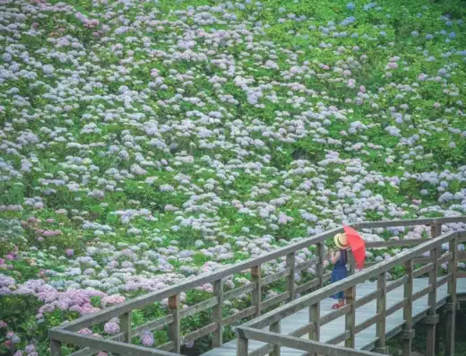 Sanuki Manno Park Hydrangea Festival 2027 – Manno, Japan