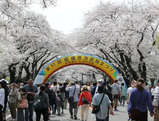Sagamihara Cherry Blossom Festival