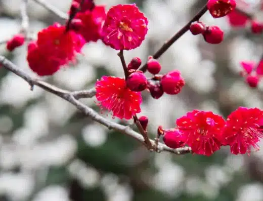 Taura Plum Grove Festival