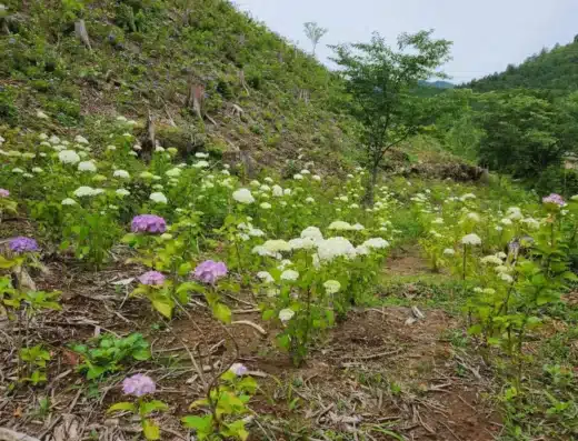 Kahoen Hydrangea Festival 2027 – Kyoto, Japan