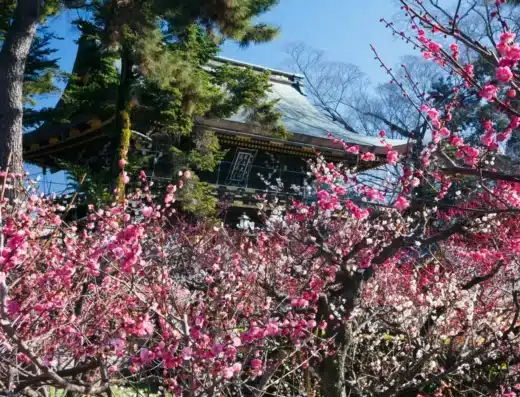 Kyoto Nippon Festival