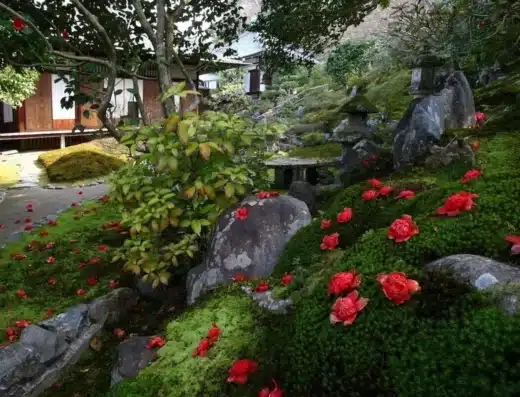 Reikanji Temple Camellia Event 2027 – Kyoto, Japan