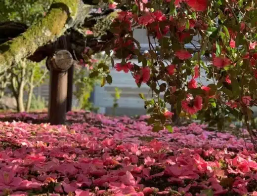Reikanji Temple Camellia Event 2027 – Kyoto, Japan