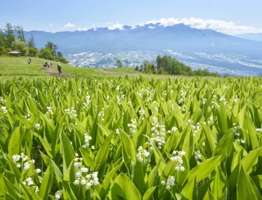 1.2 Million Lily of the Valley Festival