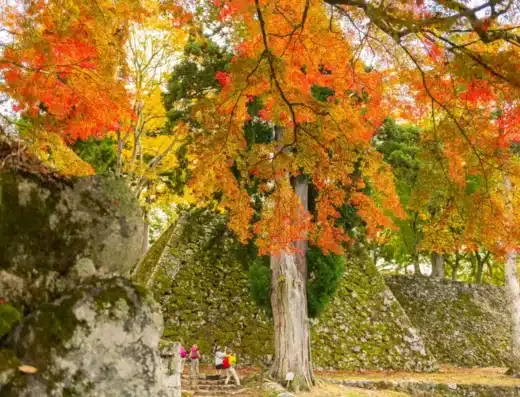 Sobue Ginkgo Festival 2026 – Inazawa, Japan
