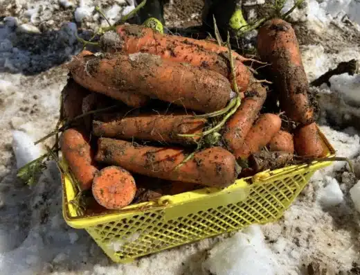 Tsunan Snow Carrot Digging Competition 2027 – Tsunan, Japan
