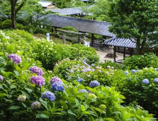 Kibitsu Shrine Hydrangea Festival