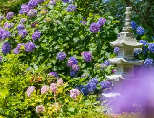 Otakiyama Saihoin Hydrangea Festival