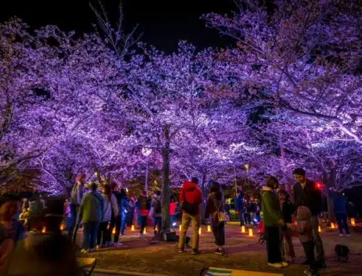 Ogimachi Cherry Blossom Festival