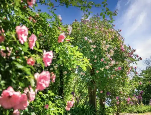 Acao Rose Festa 2027 – Atami, Japan