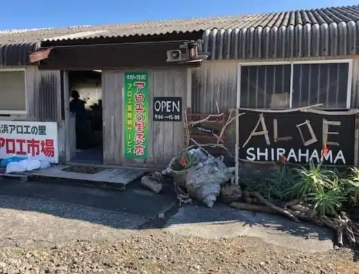 Izu Shirahama Aloe Flower Festival 2026-2027 – Shimoda, Japan