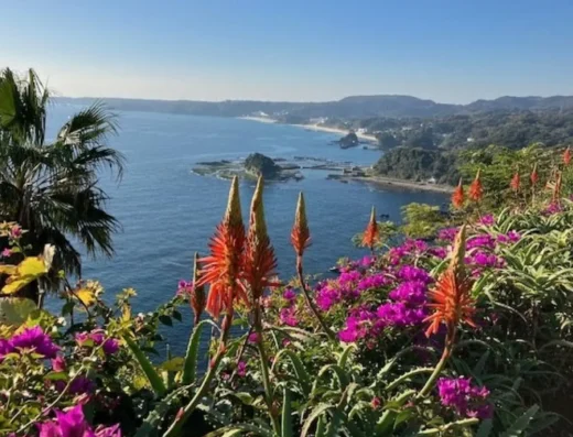 Izu Shirahama Aloe Flower Festival