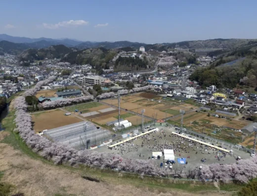 Hinode Cherry Blossom Festival