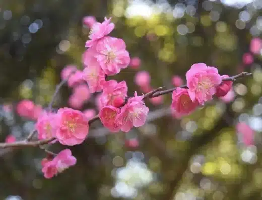 Koishikawa Korakuen Plum Festival