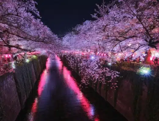 Meguro River Cherry Blossom Festival
