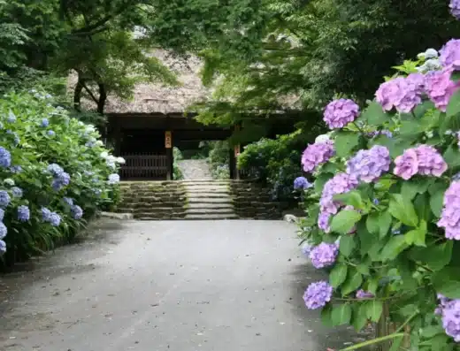 Amidaji Temple Hydrangea Festival 2027 – Hofu, Japan