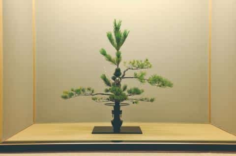 Ikenobo Ikebana Exhibition 2026 – Fukuoka, Japan