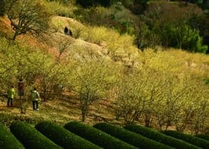 Matsuda Wintersweet Festival 2027 – Japan