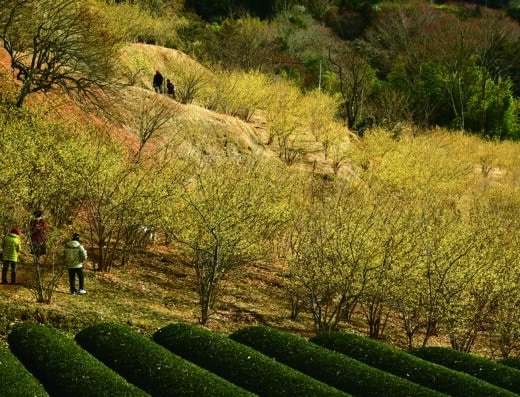 Matsuda Wintersweet Festival 2027 – Japan