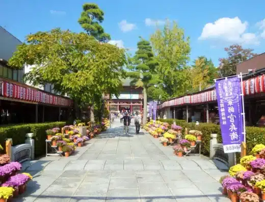 Kasama Chrysanthemum Festival